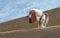 LHJOY Puzzle Natur 3D Puzzle 1000 Teile Sky Hundebuggy Hound