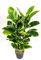 Seidenblumen Roß Gummibaum 90cm ZJ Kunstbaum Dekobaum Kunstpflanzen künstlicher Baum Ficus Elastica