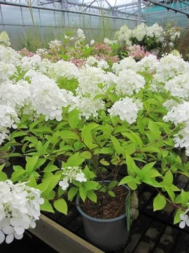 Rispenhortensie Polar Bear - Hydrangea paniculata 30-40