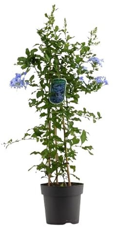 Plumbago Natural Planta de Exterior Resistente y de Fácil Mantenimiento