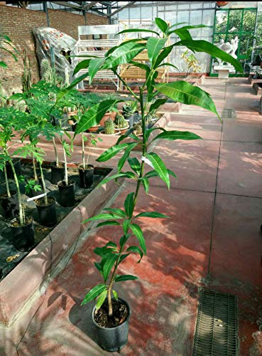Pianta Albero Mango - Imballaggio speciale protettivo