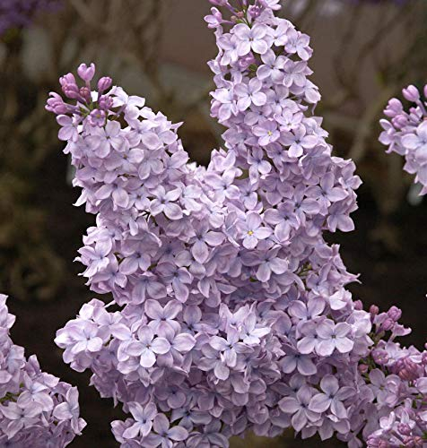 Edelflieder Michael Buchner 100-125cm - Syringa vulgaris