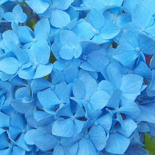 Trädgårdshortensia Nikko Blue – Hydrangea macrophylla Nikko Blue –