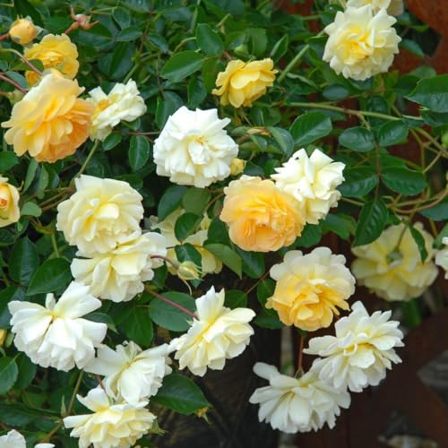 Rose 'Scentifall Lemon' - Citrus-Scented, Repeat-Flowering Rose for Containers and Hanging Baskets | Thornless Stems | 60cm Height - 3X 9cm Potted Plants by Thompson & Morgan