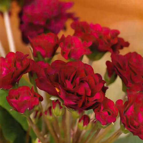 Primrose 'Pretty Polly Burgundy'. Plug Plant x 3. Winter Flowering Plants. Burgundy Primula Flowers. Available from Bedwen Plants