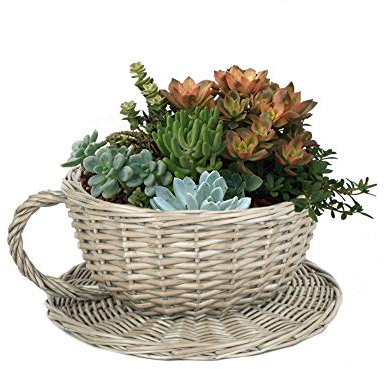 Tea Cup Plant Pot Basket - Antique Wash Woven Giant Teacup and Saucer Planter with Waterproof Lining Indoor Outdoor Use - Flowering Bulb Planting Seagrass