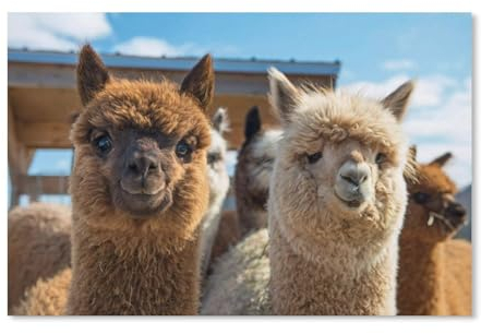 Alpaka，Puzzles 1000 Stück Puzzles Für Erwachsene Kinder Klassisches Familienpuzzle Indoor DIY Spielzeug Geburtstagsgeschenk（38x26cm）-145