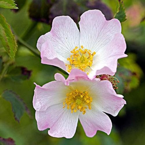 500 pz semi di piante di rosa canina, rosa canina, Piantare fiori, regali di Pasqua (Rosa canina) semi di erbe, semi semi di fiori, piante da balcone resistenti perenni semi di fiori,