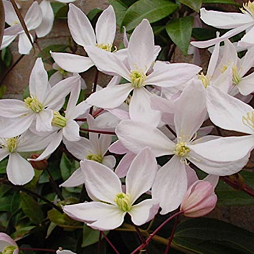 Clematis Armandii 'Apple Blossom' - Waldrebe 60-80 cm Pflanzcontainer