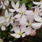 Clematis Armandii 'Apple Blossom' - Waldrebe 60-80 cm Pflanzcontainer