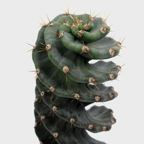 Rare Plant Spiral Cactus in 10 cm Pot