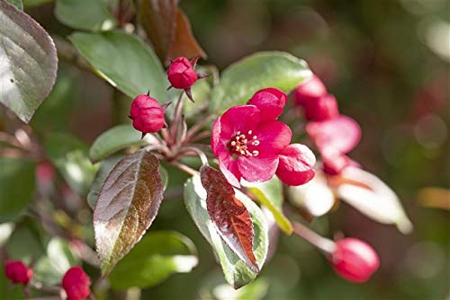 Zierapfel Malus Rudolph 60-100 cm Ziergehölz winterhart für Garten Kübel | Rosa Blüten im Frühling, dekorative Zieräpfel, Bienenweide, für Garten und Kübel, robust und anspruchslos