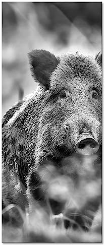 Pixxprint Glasbild Panorama, Wandbild aus Echtglas, Wildschwein auf Wiese, 120x50 cm, inkl. Aufhängung und Abstandshalter