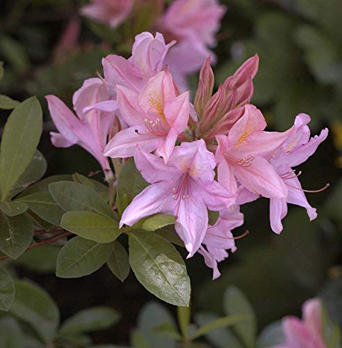 Rhododendron Soir de Paris 60-80cm - Rhododendron viscosum - Gartenpflanze