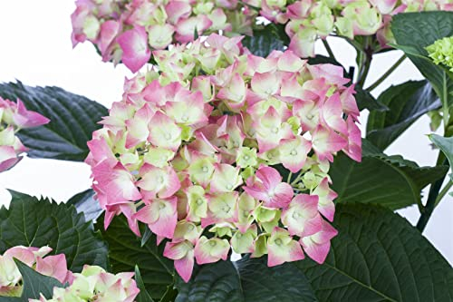 Hydrangea macrophylla 'Leuchtfeuer' 40-60 cm - Hortensie, leuchtend rote Blüten, Blütezeit Juni-September, ideal für Rabatten, pflegeleicht und winterhart