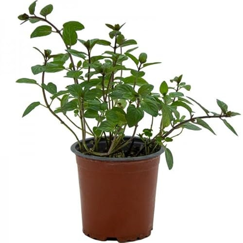 Menta chocolatera (Maceta 10,5 cm Ø) - Planta viva - Planta aromatica