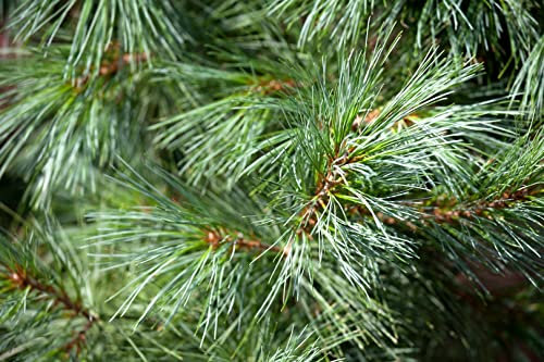 Pinus parviflora 'Schoon's Bonsai' 125-150 cm - Japanische Kiefer, kompakte Form, ideal für Bonsai-Gestaltung, immergrün, winterhart, pflegeleicht