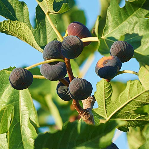 1 x Ficus Brown Turkey | Best Outdoor Plants for Sale | Premium Fig Fruit Tree