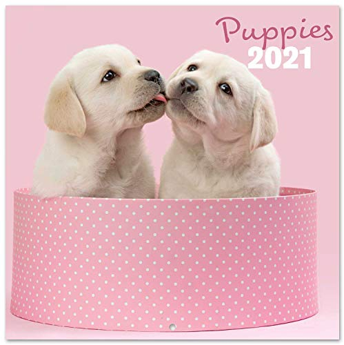 Grupo Erik Wandkalender Chantrenne Hund - Kalender 2021 für 16 Monate, CP21014, Rosa Welpen