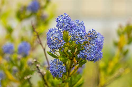 Kalifornischer Flieder 'Victoria' 30-40 cm Topf Ceanothus impressus | Ceanothus impressus, blau blühend April bis Juni, sonnig bis halbschattig, buschiger Wuchs, frosthart bis -12 °C