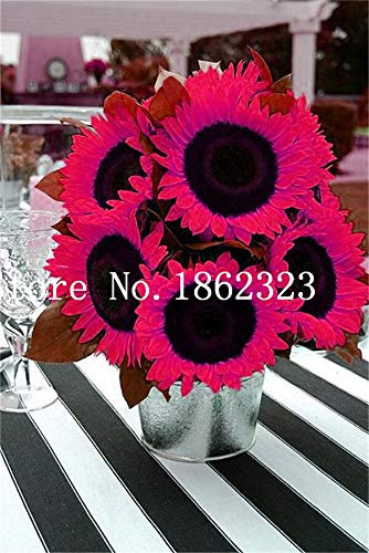 Nouvelles Graines De Tournesol Vivaces Pour Un Beau Jardin Rose Rubis Paquet De 100 Graines