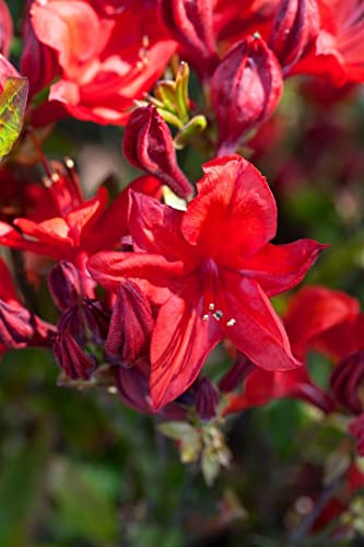 Gelbe Azalee Rhododendron luteum Royal Command 30-40 cm winterhart | Duftende Bluete, halbschattiger Standort, pflegeleicht, ideal fuer Beet und Kuebel, bienenfreundlich