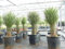 gruenwaren jakubik Yucca Filifera, 90-100 cm Stamm 30-40 cm Tambasi Yucca, winterhart -13 Grad