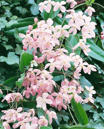 Clematis armandii 'Apple Blossom' 100-150 cm - Immergrüne Clematis, zartrosa Blüten, Blütezeit März-April, ideal für Spaliere, duftend, winterhart
