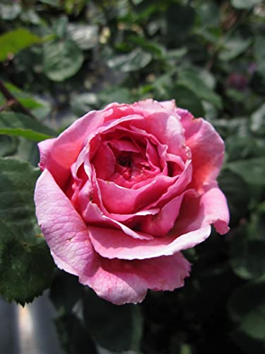 Rosa Princess Alexandra of Kent ® - Englische Rose Alexandra of Kent ® - Austin Rosen Duft++++