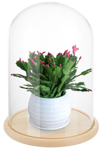 LOPYXBR Glass Domes for Display, 30cm/11.8Inch Tall Glass Dome with Wooden Base, Clear Glasses Bell Jar Diameter 20cm/7.8inch, Glasses Cloche for Display Case for Flower, Collection, Toy