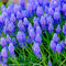 3 Stück Lila Traubenhyazinthe Zwiebeln Blumenzwiebeln Hyazinthen Zwiebeln Winterhart Mehrjährig Frühblüher Hydrokultur Blumen Winterlinge Zwiebel Frühlingsblüher Blumenzwiebel Geschenke Für Gärtner