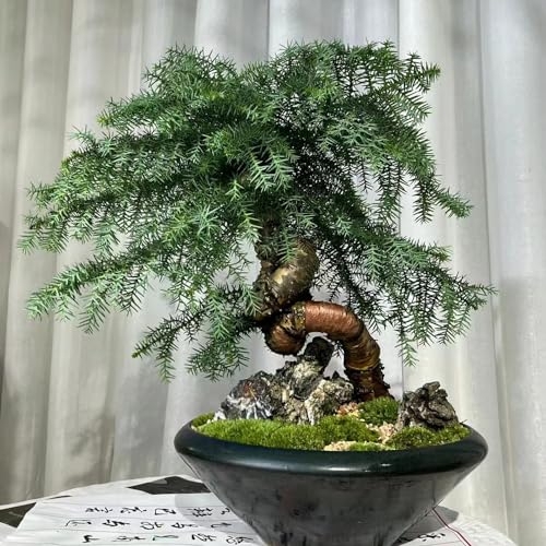 5 pcs zimmertanne echt samen, bäume kaufen, pflanze (Araucaria Heterophylla) pflanzen samen, samen geschenk bodendecker pflanzen winterhart, blumengarten bonsai topf, winterharte stauden
