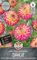 Sperli Ball-Dahlie Hapet Daydream 267730 - Robuste Dahlie mit ballförmigen Blüten in leuchtenden Farben, einer Wuchshöhe von 120 cm und Inhalt für eine Pflanze - Saatgut