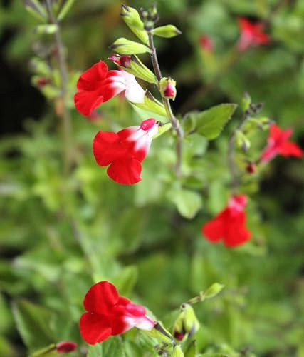 Pfirsich Salbei Salvia Greggii Hot - Lips im 2L Topf 50-60 cm
