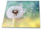 Piastra di Copertura Coprifuoco Piano Cottura Ceranfeld, 1 Pezzo, 60 x 52 cm, Motivo soffione, Bianco