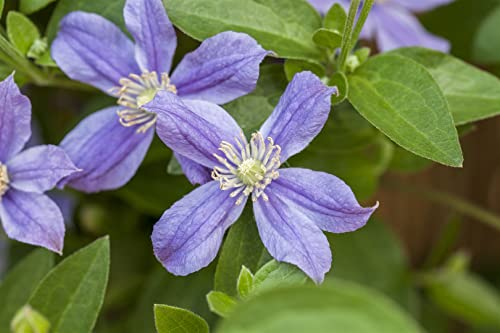 Clematis integrifolia 'Arabella' 80–100 cm – Winterhart, Mehrjährig, Pflegeleicht – Clematis – Kletterpflanze für Rankhilfe & Zaun