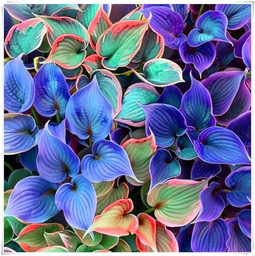 Die auffällige Hosta mit ihrem eleganten und schönen Laub ist pflegeleicht und eignet sich sowohl für den Garten als auch für die Innendekoration.