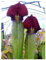 Sarracenia alata Purple Throat Giant - Schlauchpflanze - 10 Samen