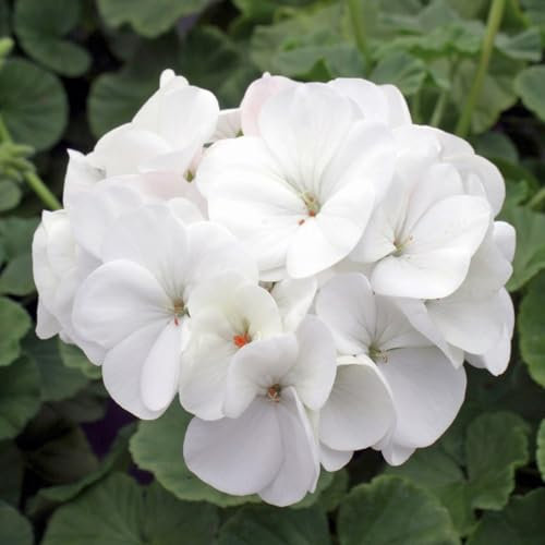 Carbeth Plants 3 x Geranium White Plant in 13cm Pot - Summer Flowering Pelargonium Garden Ready Bedding Plant - Easy to Grow Shrubs for Hanging Baskets, Window Boxes & Patio Pots