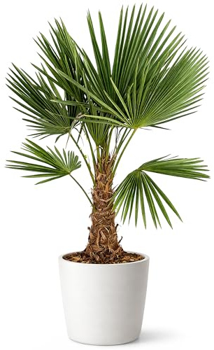 Palme Winterhart Für Außen - TRACHYCARPUS 140cm - Palmen Winterhart Draußen - Palmen für draußen (Trachycarpus)