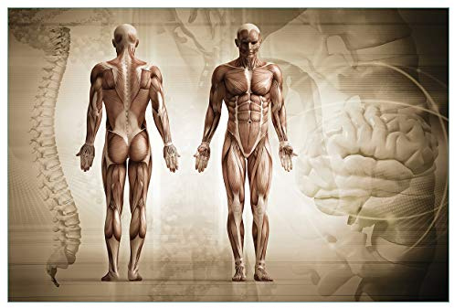 Wallario Küchenrückwand selbstklebend 90 x 60 cm, Motiv: Anatomie Mensch II | Spritzschutz abwischbar & pflegeleicht