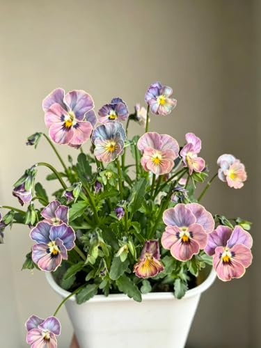 Viola cornuta (viola cornuta), piantato professionalmente, abbellimento del giardino, 15000 pezzi-F