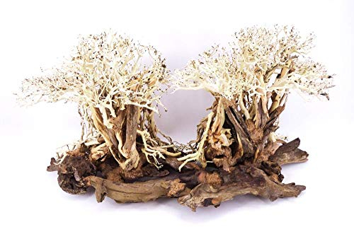 Aquarium Wurzel Bonsai Exclusive XL original Foto Nr.18043 Holz Deko Aquascaping Bonsaibaum Dekoration Landschaft Moos