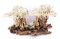 Aquarium Wurzel Bonsai Exclusive XL original Foto Nr.18043 Holz Deko Aquascaping Bonsaibaum Dekoration Landschaft Moos