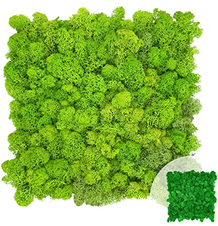 GJS Moosbild – Moosmatte/Moosplatte (25x25cm) aus echtem Islandmoos für Mooswand/Pflanzenbild/Deko-Paneele zum Basteln/selber Machen (hellgrün)