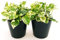 POWERS TO FLOWERS - POTOS SCINDAPSUS NJOY, N'JOY, 2 PIANTE, Vaso 11cm, Piante Vere