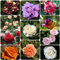 15 pcs rosensamen - balkonblumen blumen geschenk rosen pflanzen rosenpflanzen,Rosa rugosa, schattenpflanzen winterharte kübelpflanzen bienen wiese balkonpflanzen winterhart bienenfreundliche