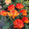 Rosenpflanzen in angebot - Duftende rosen winterhart - Seltene Rosenpflanze - Rose pflanzen knollen winterhart - Blumenzwiebeln mehrjährig winterhart-1Pflanze-D