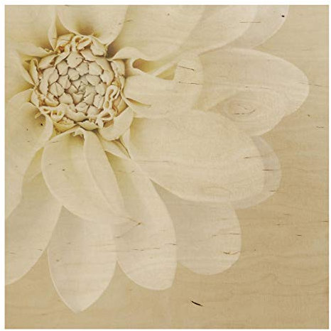 Bilderwelten Holzbild - Dahlie Weiß Pastell Sandfarben, 75cm x 75cm