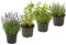 Set Lavanda, Romero, Orégano y Tomillo 4 Plantas Aromáticas Naturales